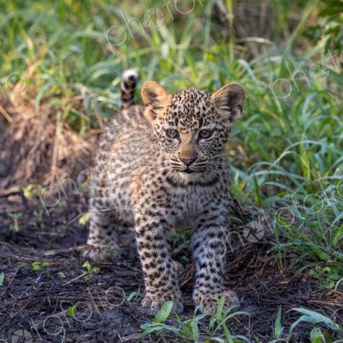 Leopard, Panthera pardus, cub standing. Leopard, Panthera pardus, cub standing.