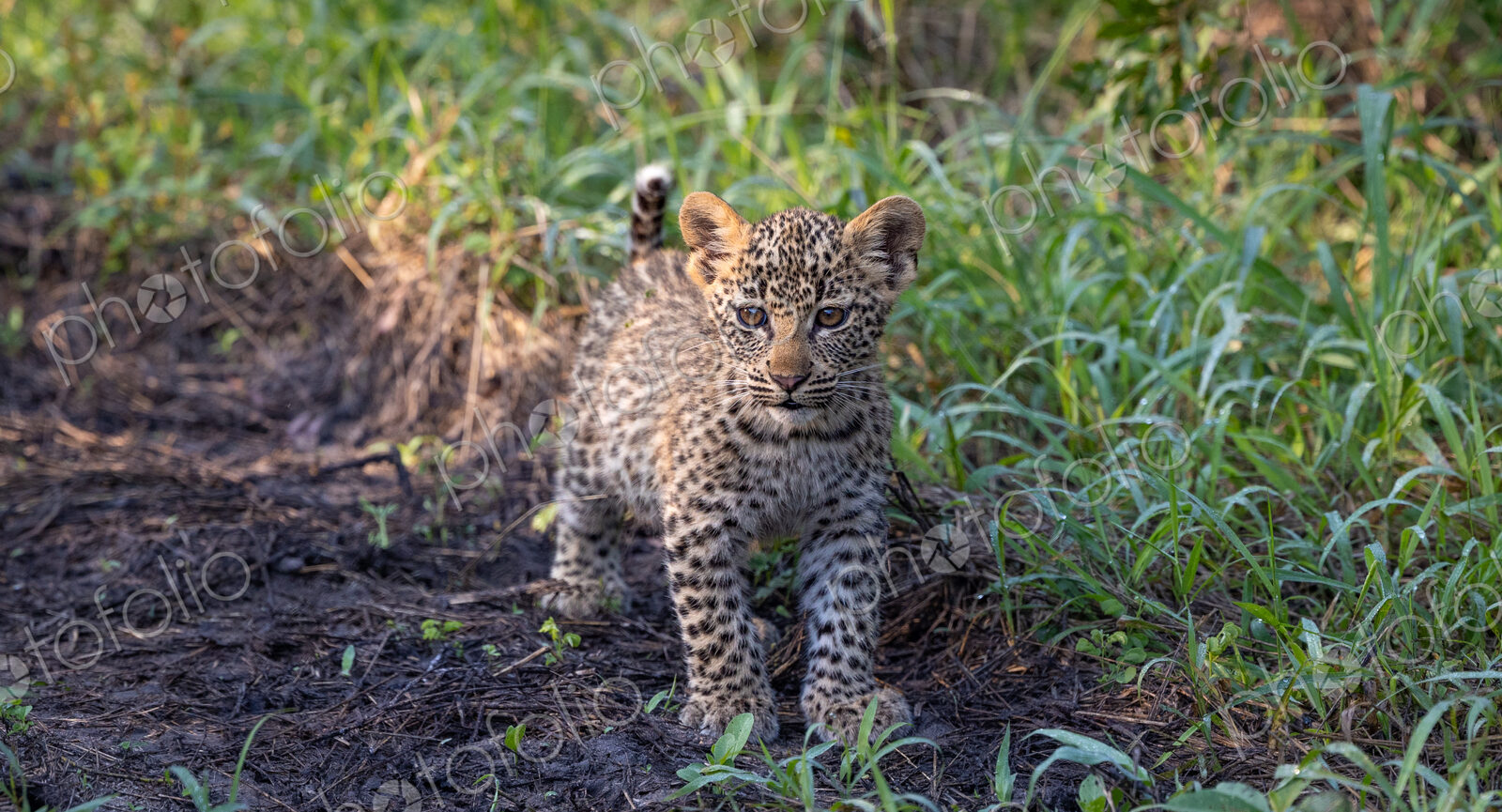 Leopard, Panthera pardus, cub standing.
