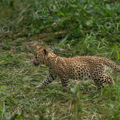 Leopard, Panthera pardus, cub walking. Leopard, Panthera pardus, cub walking.