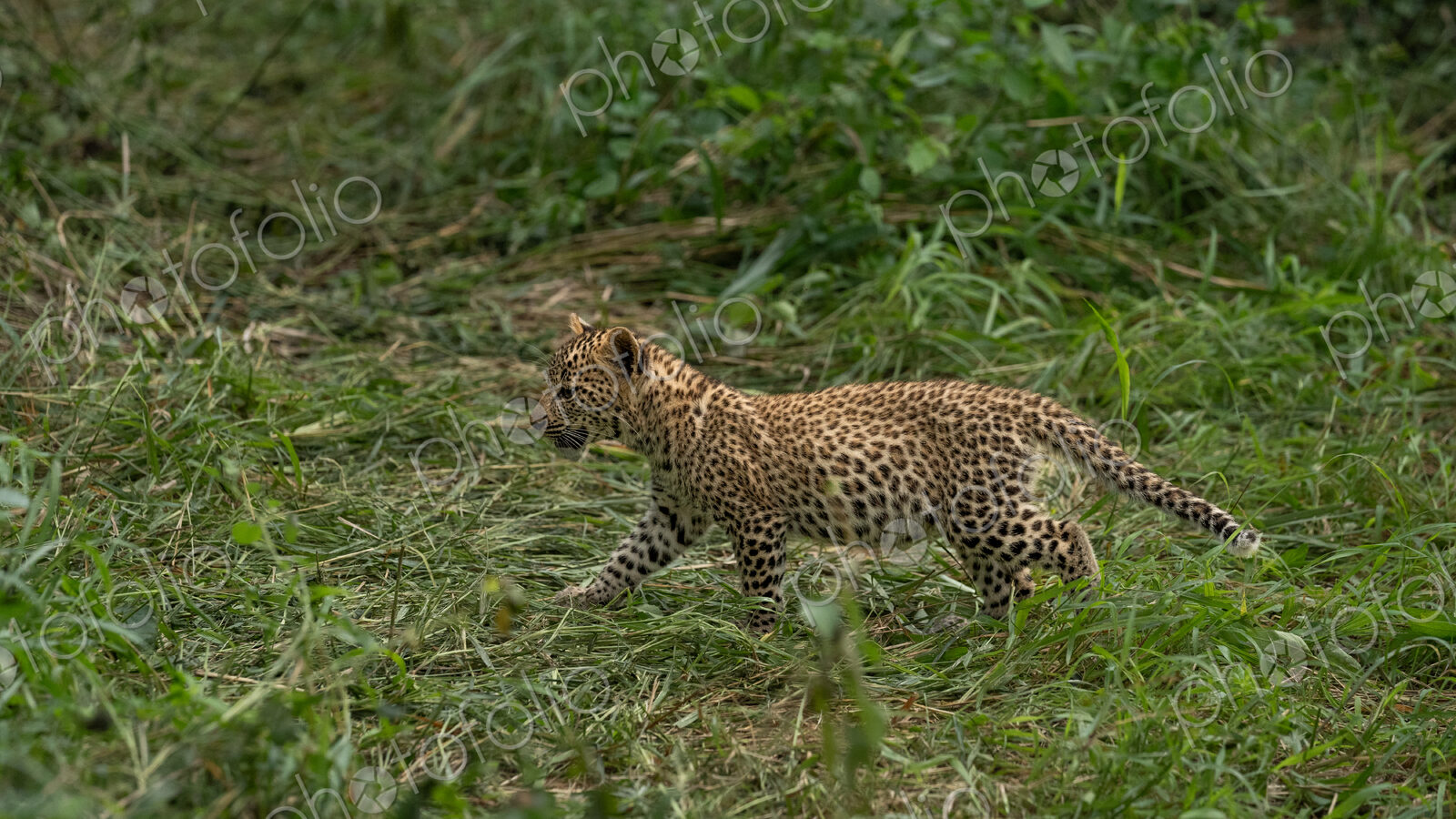 Leopard, Panthera pardus, cub walking.