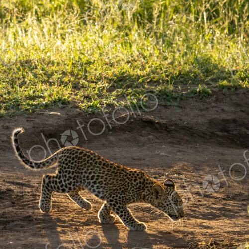 Leopard, Panthera pardus, cub walking in the wilderness.