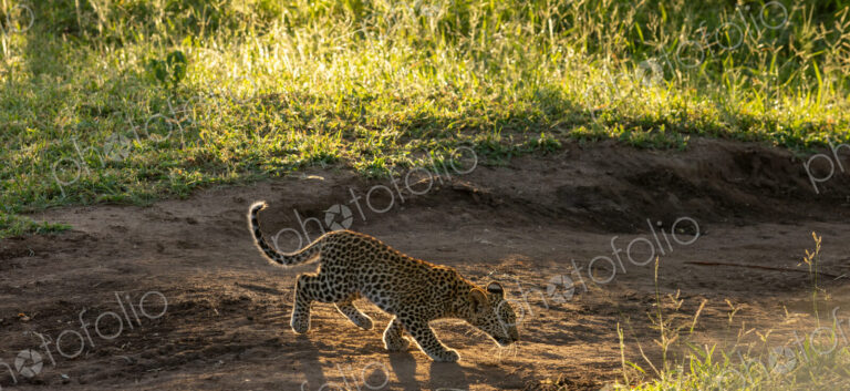 Leopard, Panthera pardus, cub walking in the wilderness.