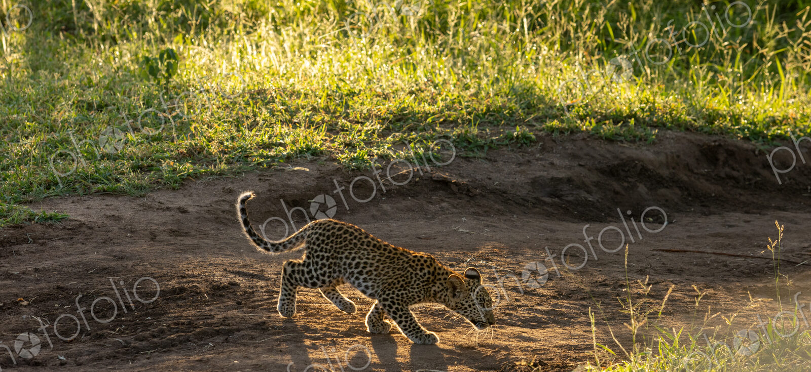 Leopard, Panthera pardus, cub walking in the wilderness.
