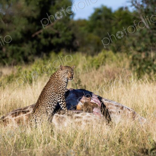 Leopard, Panthera pardus, feeding on a giraffe carcass. Leopard, Panthera pardus, feeding on a giraffe carcass.