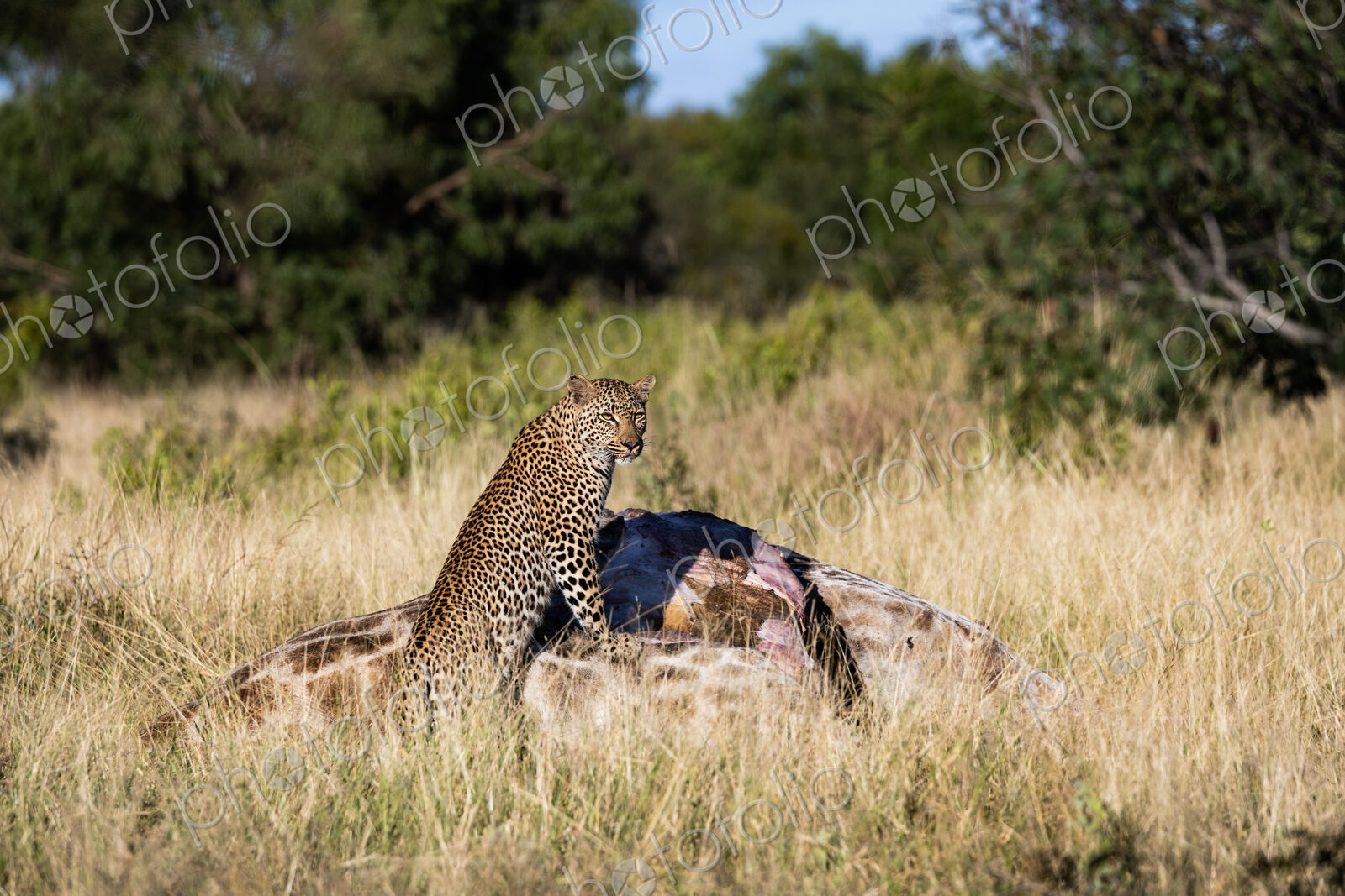 Leopard, Panthera pardus, feeding on a giraffe carcass.