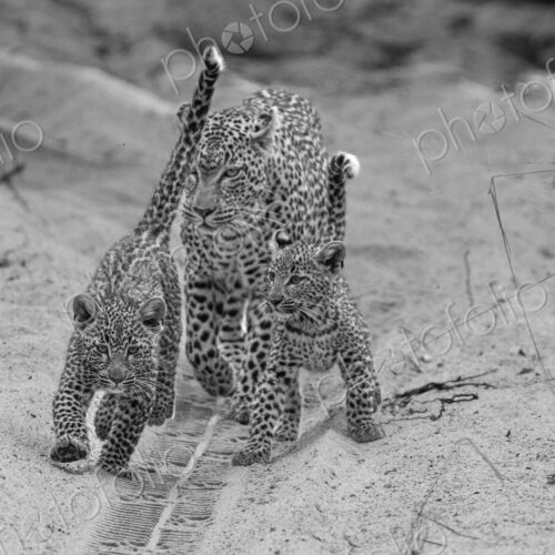 Leopard, Panthera pardus, female and cubs in black and white. Leopard, Panthera pardus, female and cubs in black and white.