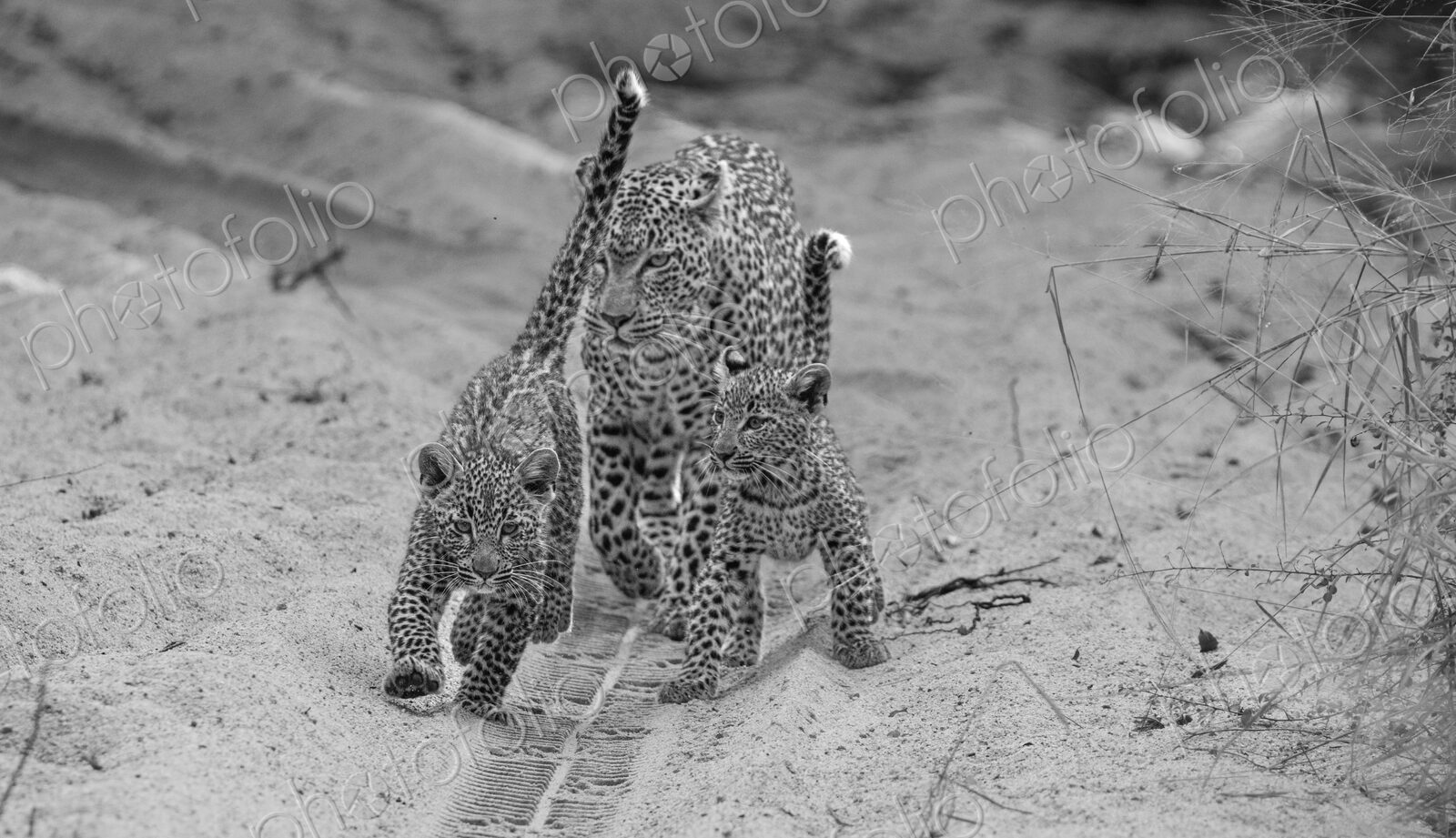 Leopard, Panthera pardus, female and cubs in black and white.