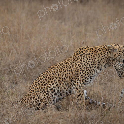 Leopard, Panthera pardus, female and playful cub in grass. Leopard, Panthera pardus, female and playful cub in grass.