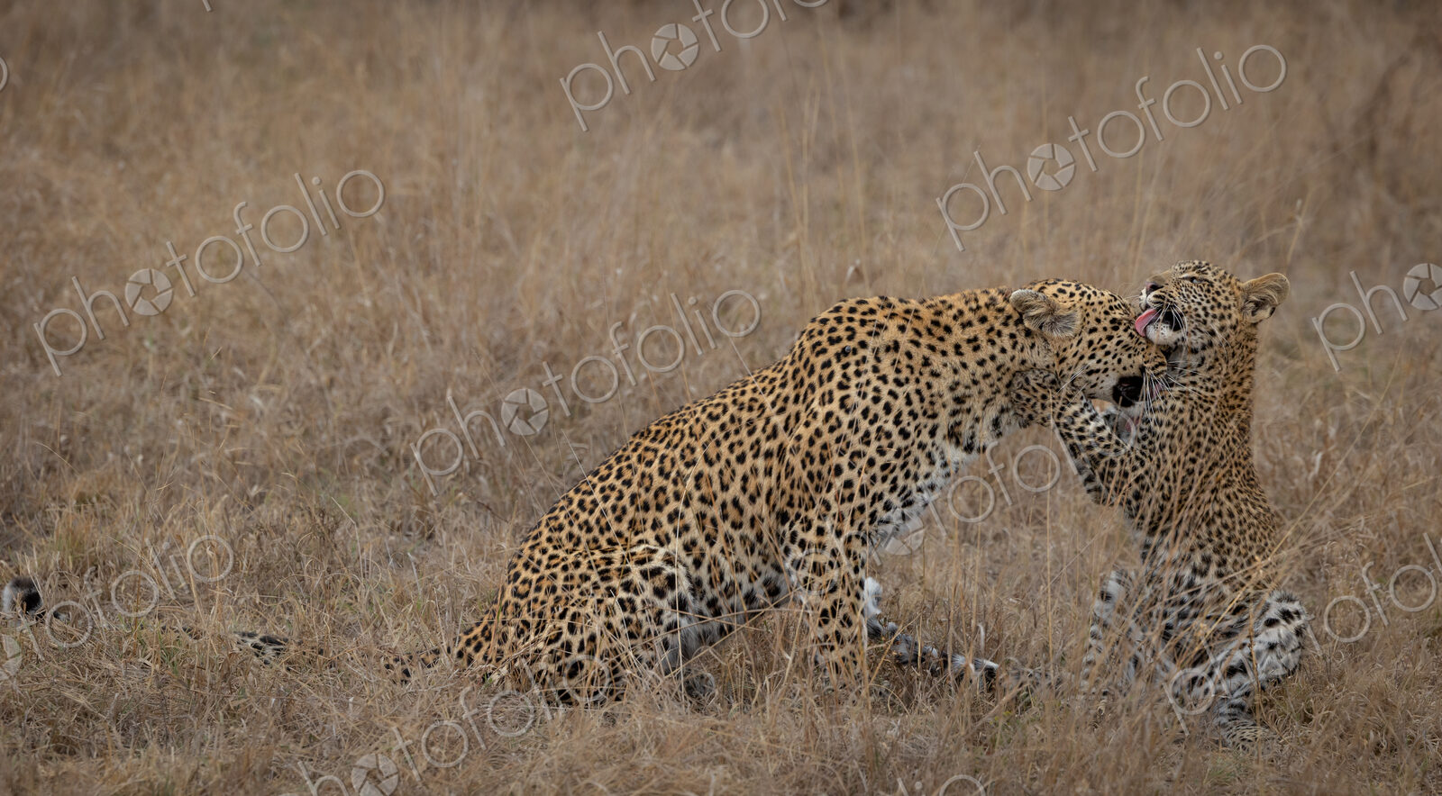 Leopard, Panthera pardus, female and playful cub in grass.