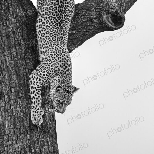 Leopard, Panthera pardus, female climbing down a tree, in black and white. Leopard, Panthera pardus, female climbing down a tree, in black and white.