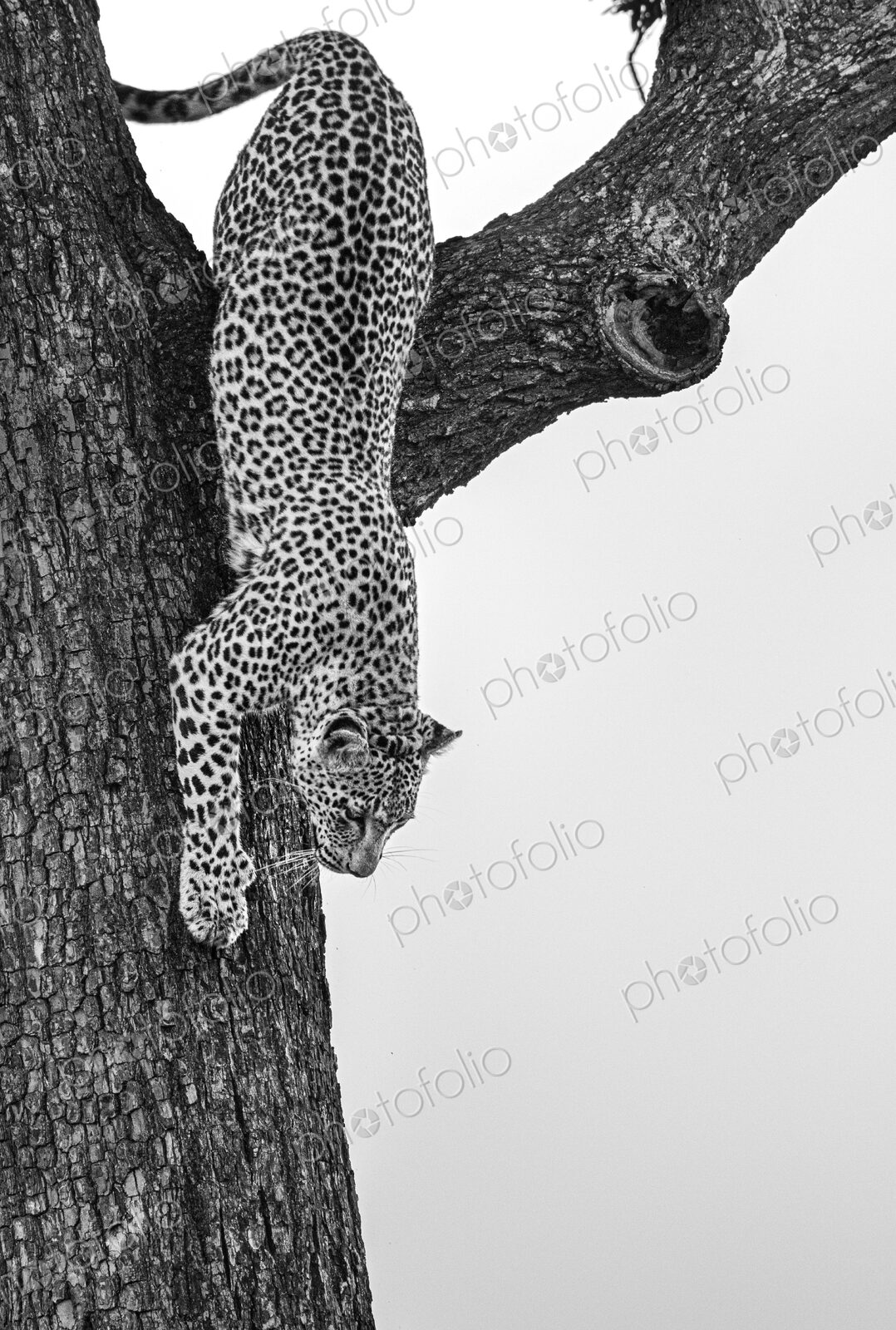 Leopard, Panthera pardus, female climbing down a tree, in black and white.