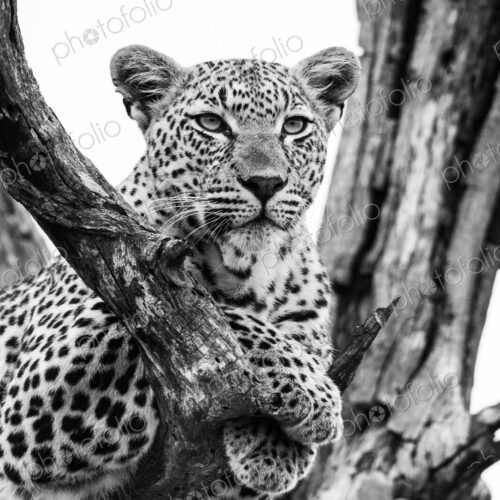 Leopard, Panthera pardus, female close-up in black and white. Leopard, Panthera pardus, female close-up in black and white.