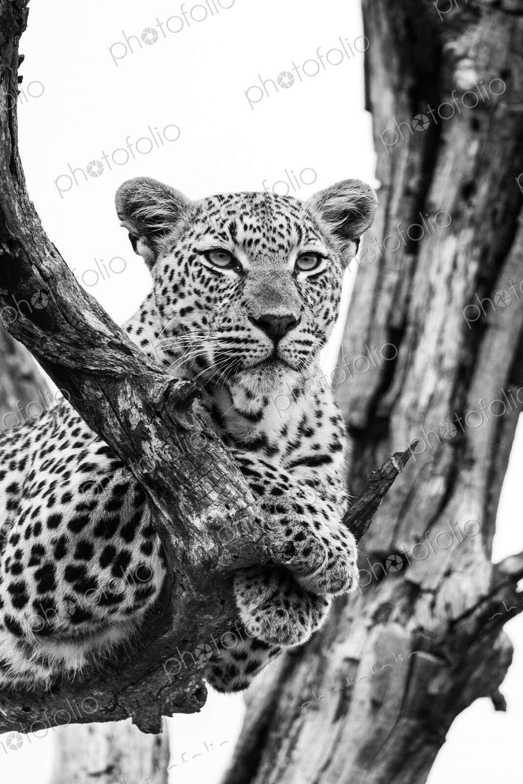 Leopard, Panthera pardus, female close-up in black and white.