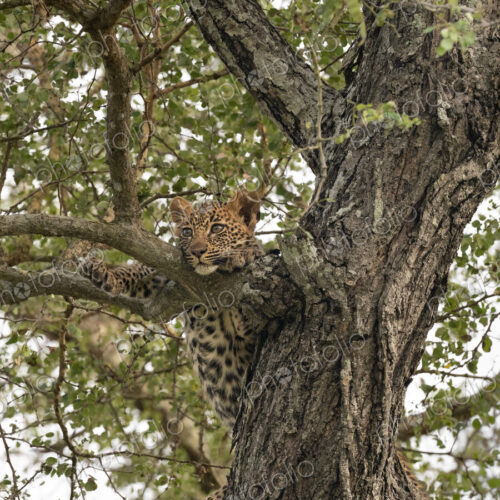 Leopard, Panthera pardus, female cub in a Knobthorn tree. Leopard, Panthera pardus, female cub in a Knobthorn tree.