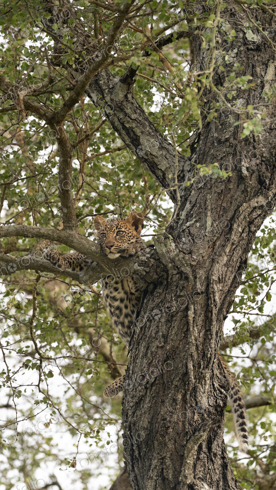 Leopard, Panthera pardus, female cub in a Knobthorn tree.