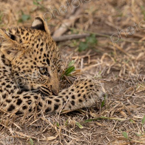 Leopard, Panthera pardus, female cub resting. Leopard, Panthera pardus, female cub resting.