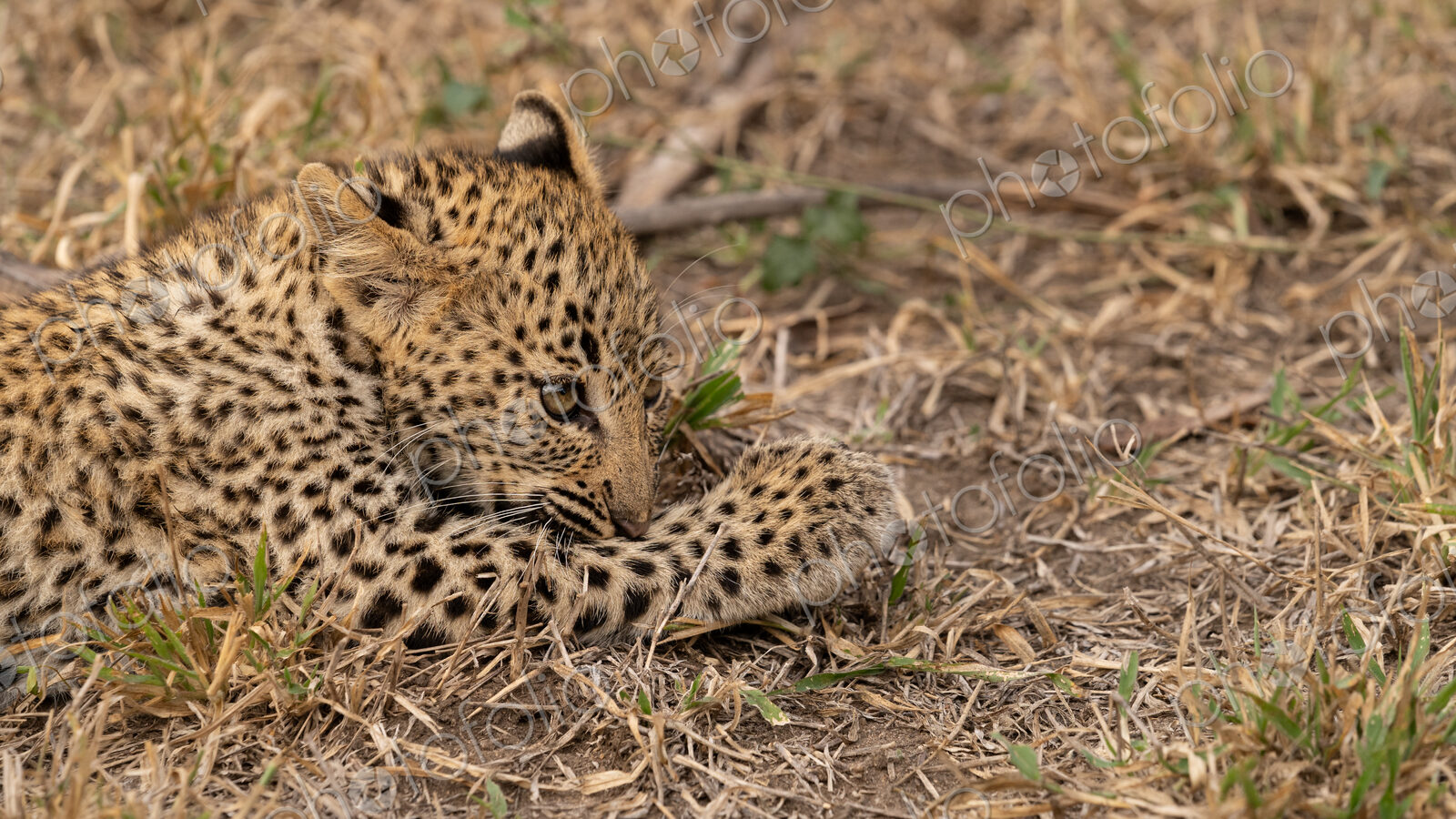 Leopard, Panthera pardus, female cub resting.