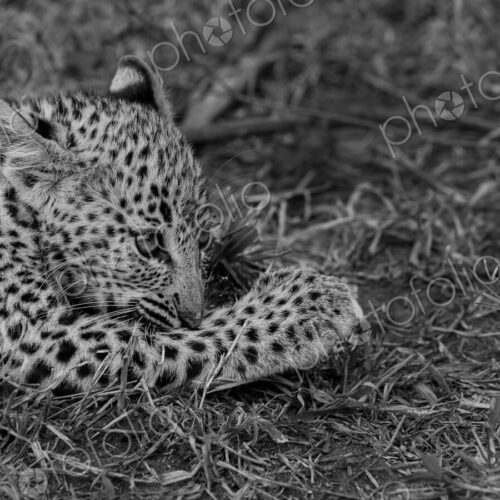 Leopard, Panthera pardus, female cub resting, in black and white. Leopard, Panthera pardus, female cub resting, in black and white.