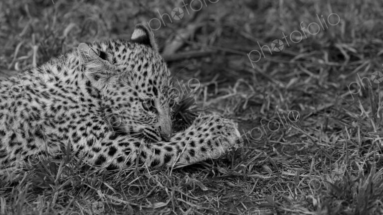 Leopard, Panthera pardus, female cub resting, in black and white.