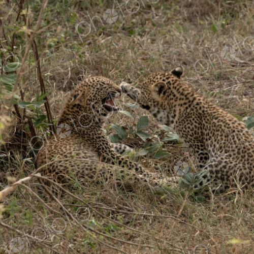 Leopard, Panthera pardus, female cub snarling. Leopard, Panthera pardus, female cub snarling.