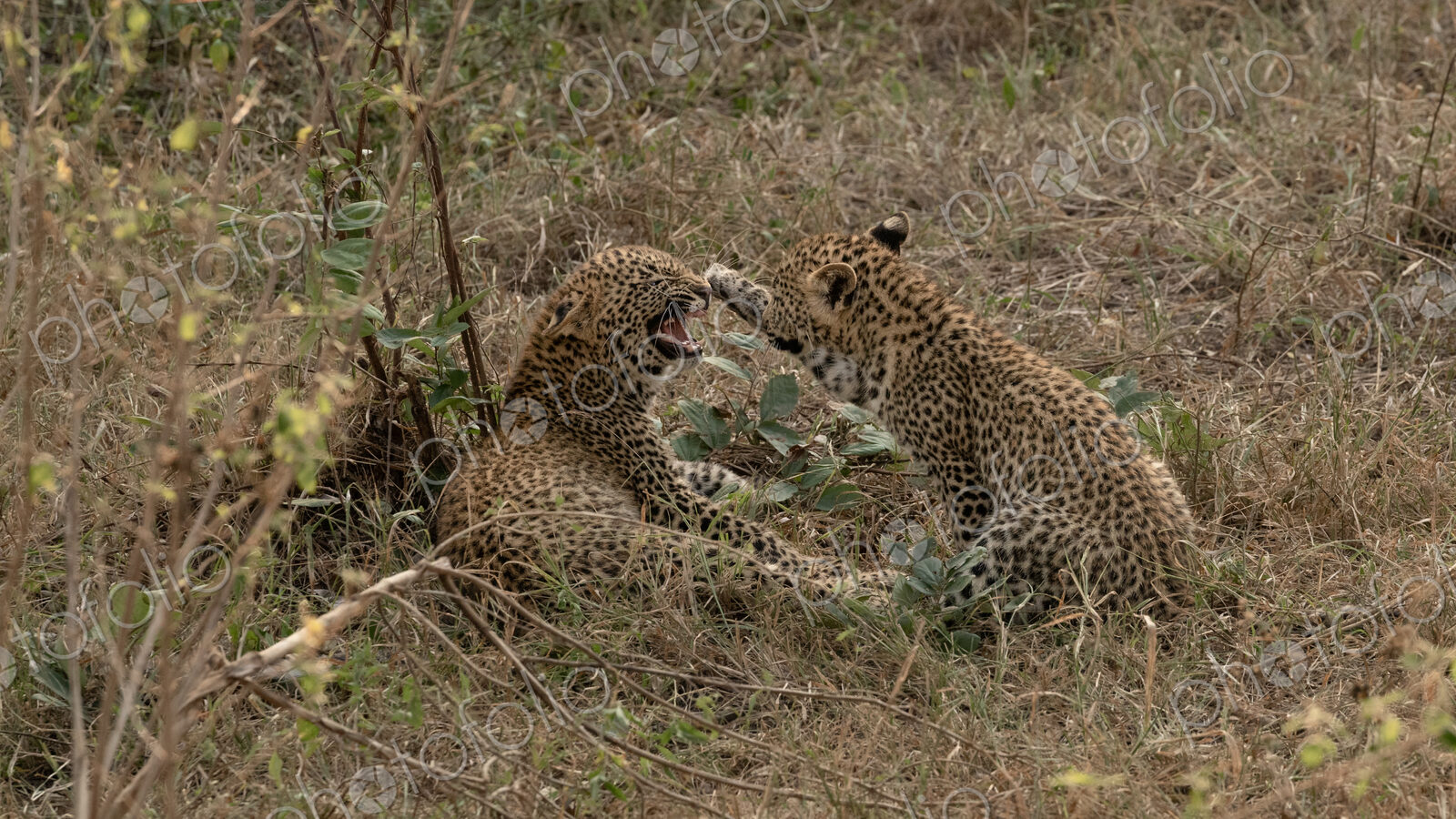 Leopard, Panthera pardus, female cub snarling.