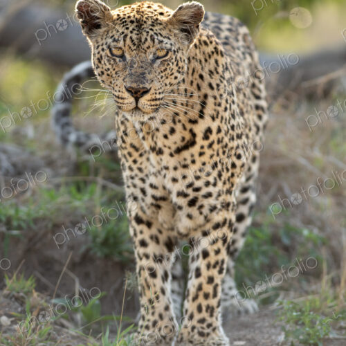 Leopard, Panthera pardus, female, direct gaze. Leopard, Panthera pardus, female, direct gaze.