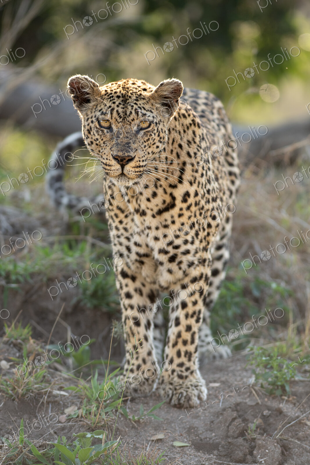 Leopard, Panthera pardus, female, direct gaze.