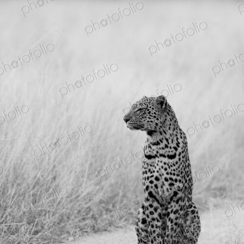 Leopard, Panthera pardus, female in a natural setting, in black and white. Leopard, Panthera pardus, female in a natural setting, in black and white.