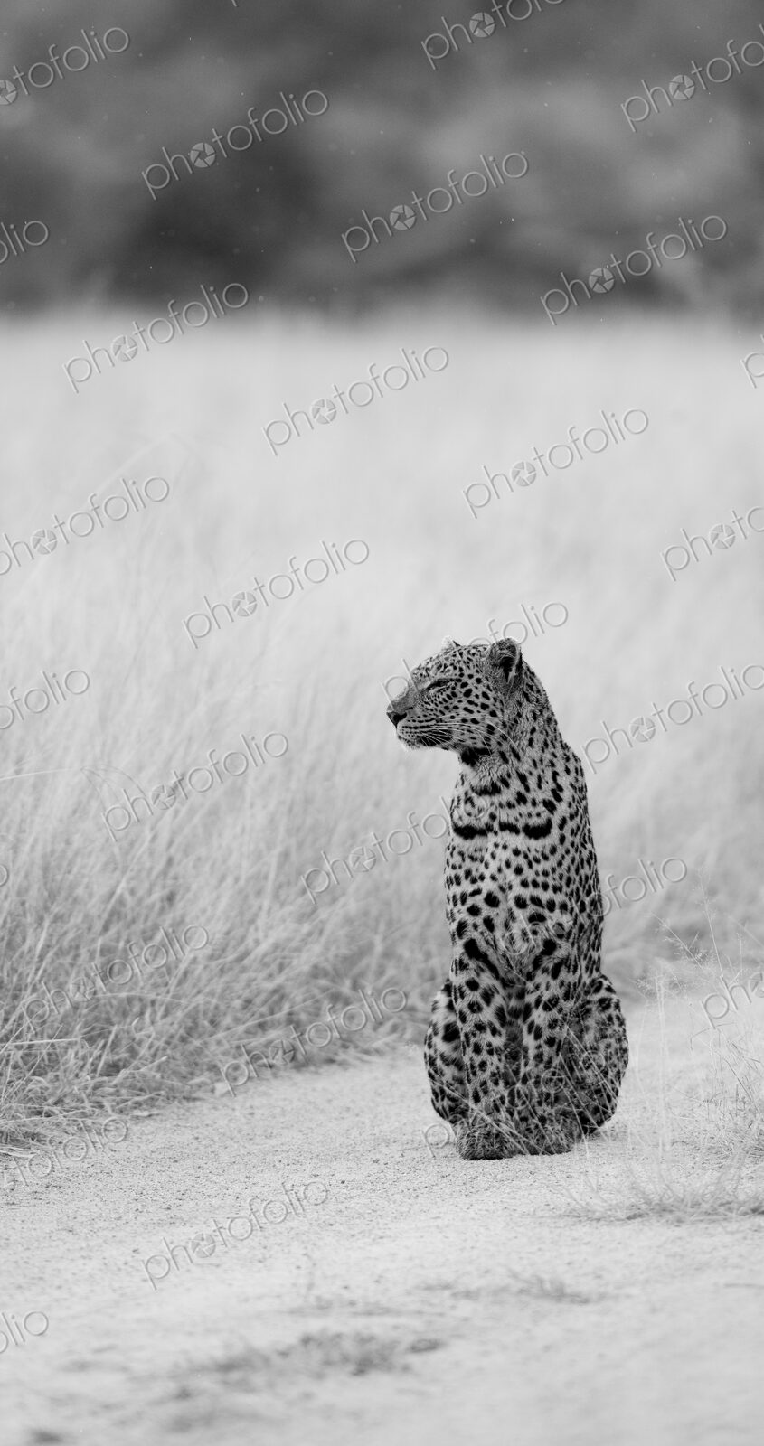 Leopard, Panthera pardus, female in a natural setting, in black and white.