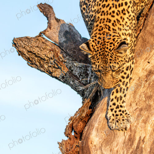 Leopard, Panthera pardus, female leopard climbing down a tree.