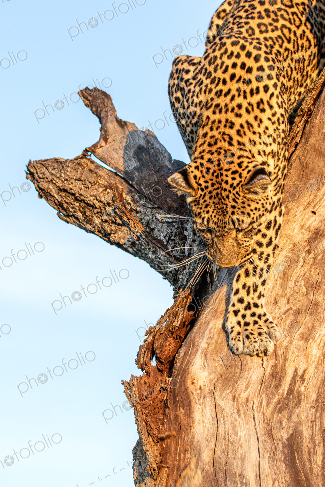 Leopard, Panthera pardus, female leopard climbing down a tree.