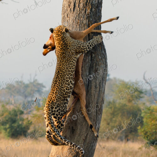 Leopard, Panthera pardus, female leopard hoisting an impala. Leopard, Panthera pardus, female leopard hoisting an impala.