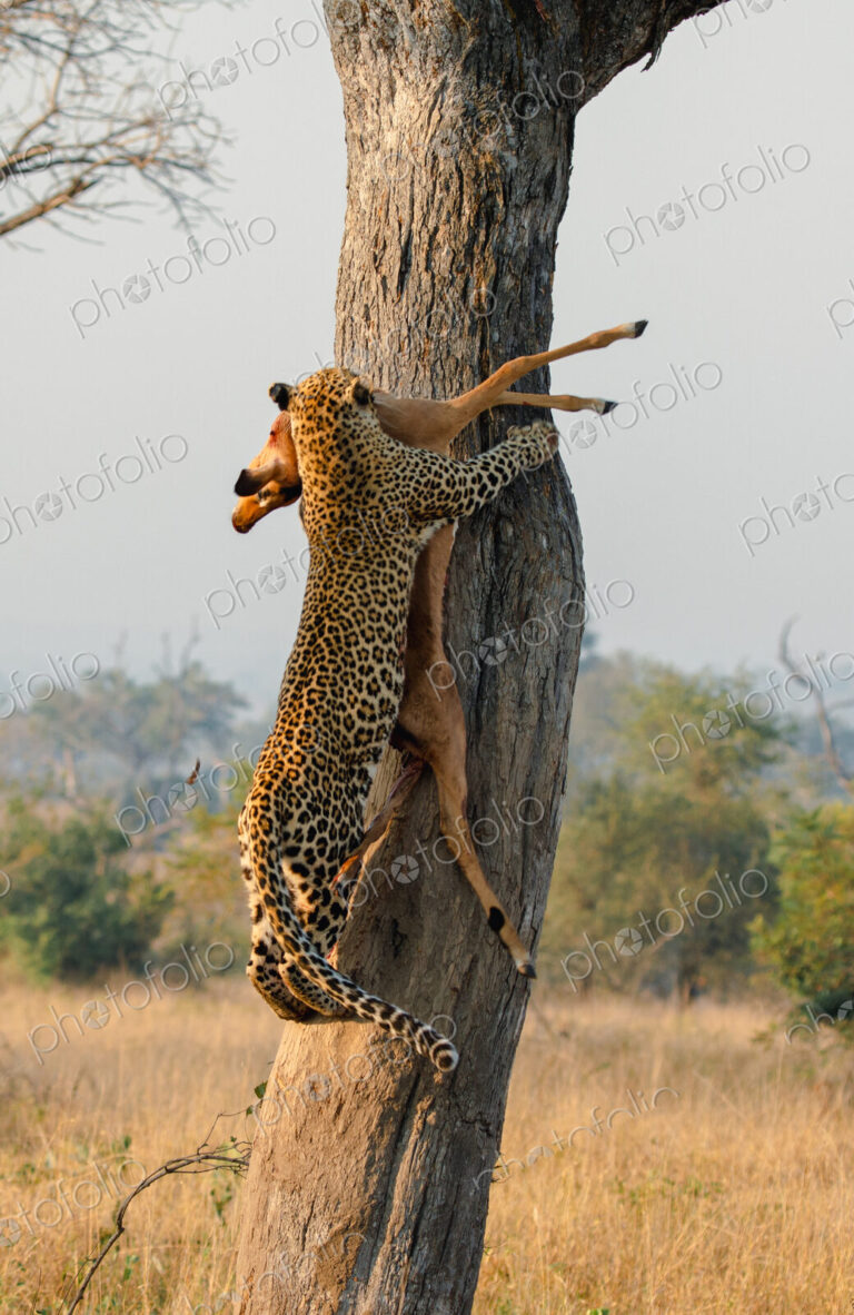 Leopard, Panthera pardus, female leopard hoisting an impala.