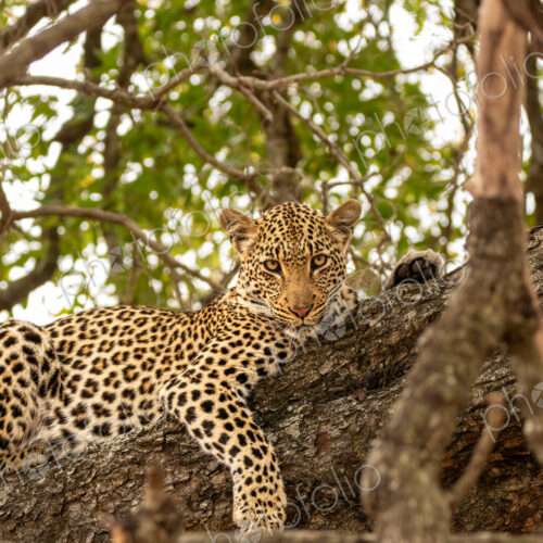 Leopard, Panthera pardus, female leopard lying in a tree.