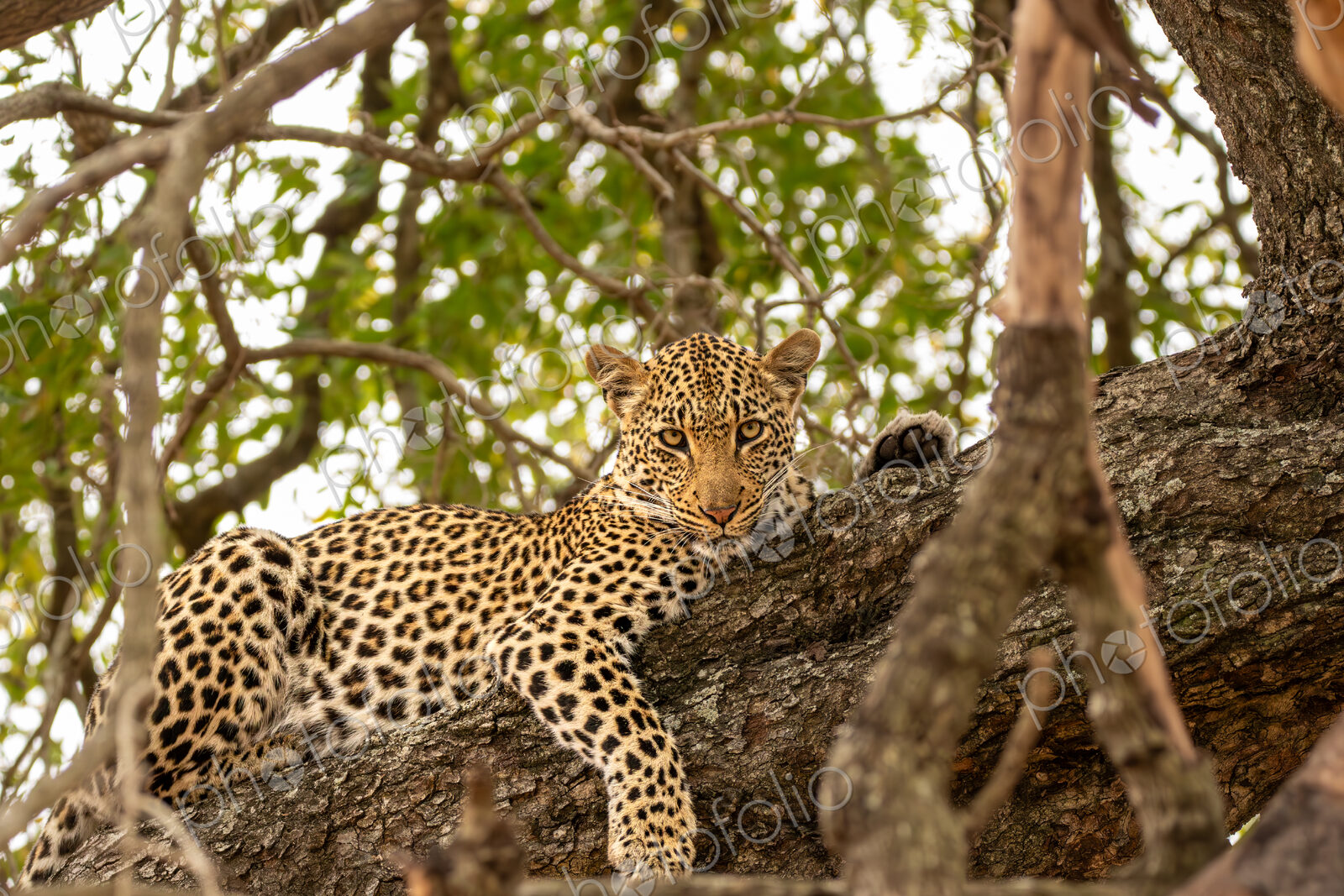 Leopard, Panthera pardus, female leopard lying in a tree.