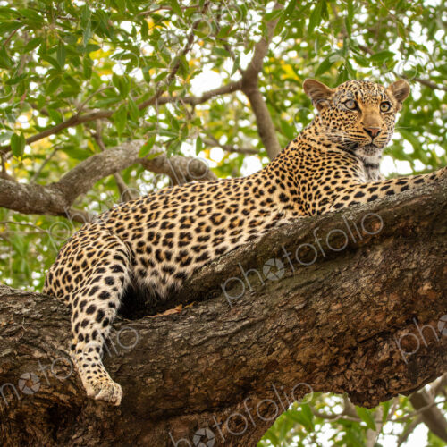 Leopard, Panthera pardus, female leopard lying in a tree.