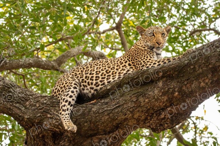 Leopard, Panthera pardus, female leopard lying in a tree.
