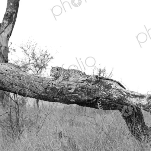 Leopard, Panthera pardus, female leopard lying on log with her two cubs, in black and… Leopard, Panthera pardus, female leopard lying on log with her two cubs, in black and…