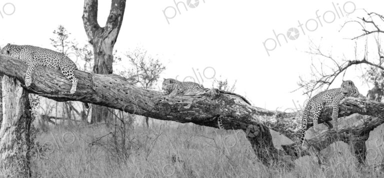Leopard, Panthera pardus, female leopard lying on log with her two cubs, in black and…