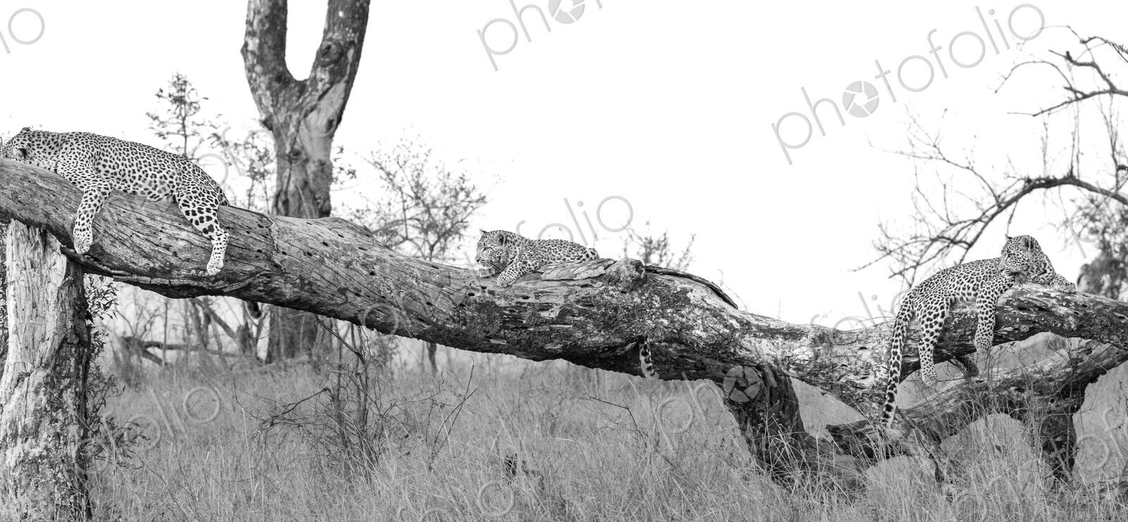 Leopard, Panthera pardus, female leopard lying on log with her two cubs, in black and…