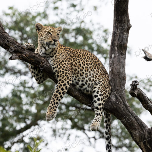 Leopard, Panthera pardus, female leopard perched on Knobthorn tree. Leopard, Panthera pardus, female leopard perched on Knobthorn tree.