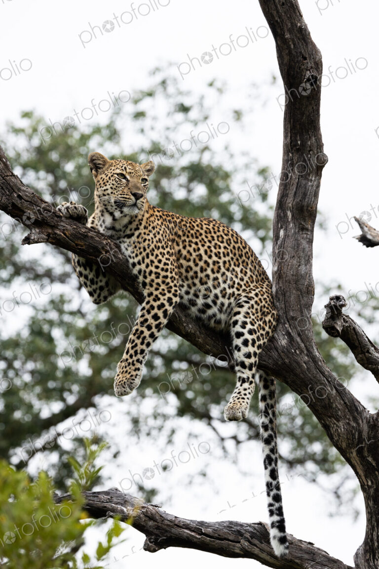 Leopard, Panthera pardus, female leopard perched on Knobthorn tree.