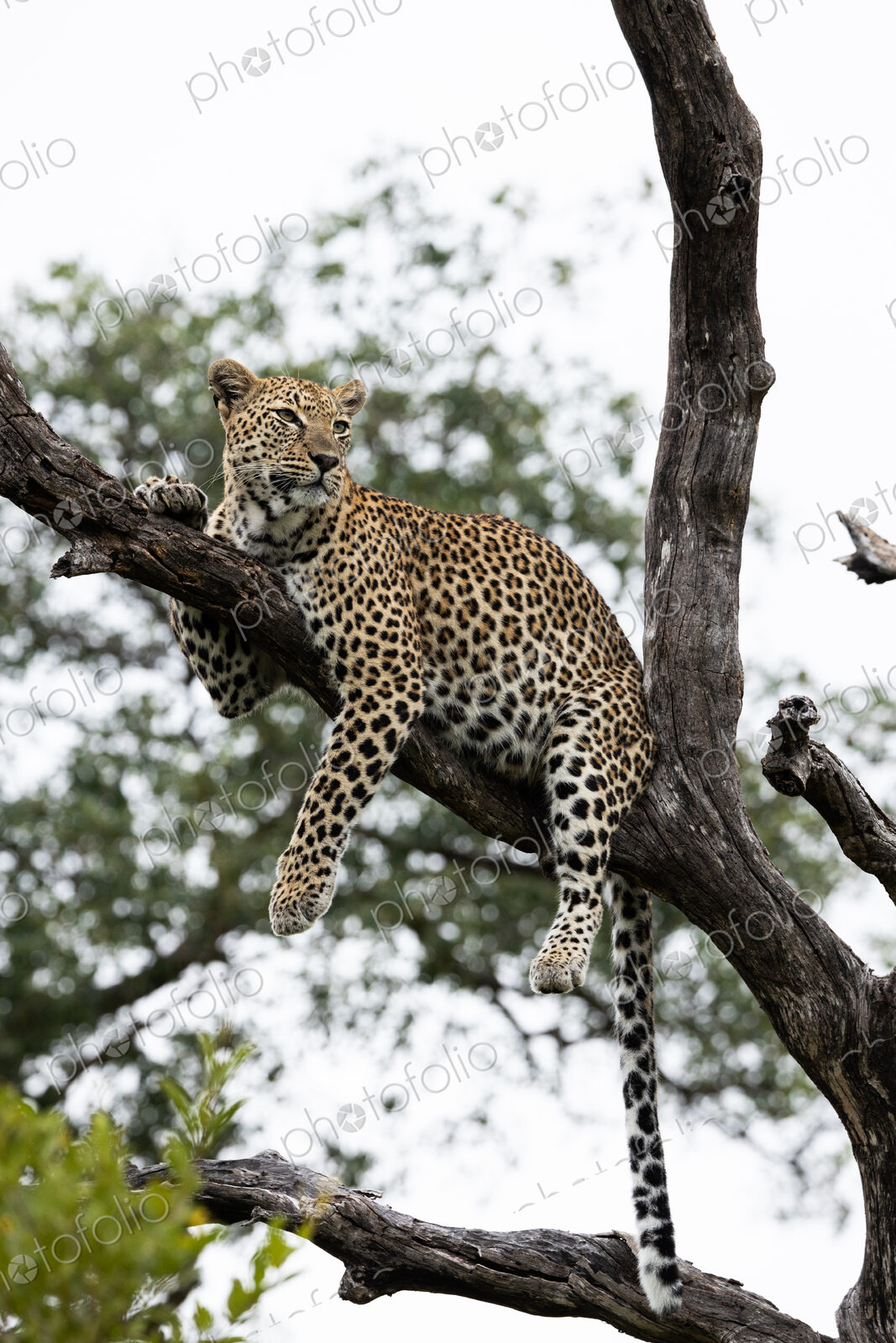 Leopard, Panthera pardus, female leopard perched on Knobthorn tree.