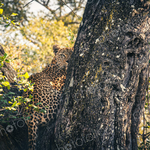 Leopard, Panthera pardus, female leopard sitting in a tree. Leopard, Panthera pardus, female leopard sitting in a tree.