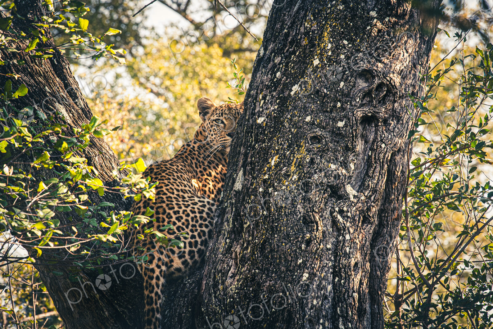 Leopard, Panthera pardus, female leopard sitting in a tree.