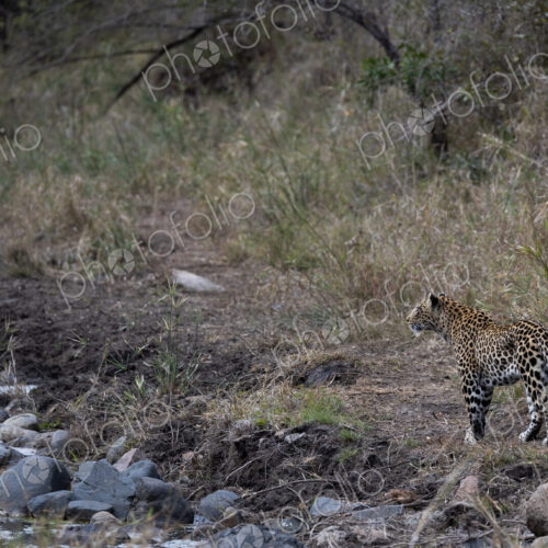 Leopard, Panthera pardus, female leopard standing beside a drainage trench.
