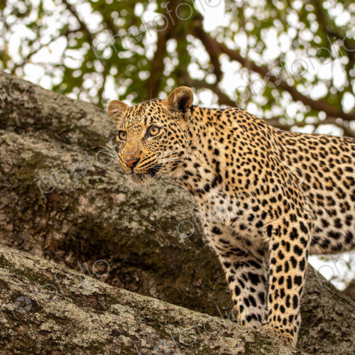 Leopard, Panthera pardus, female leopard standing in a tree.
