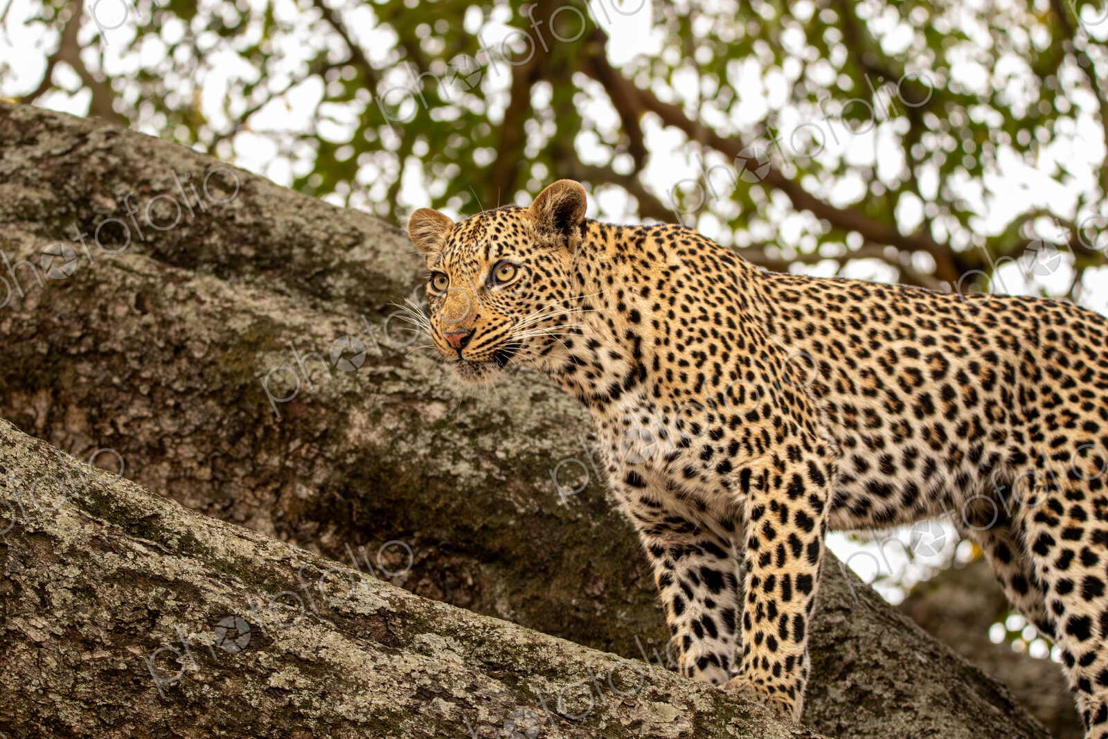 Leopard, Panthera pardus, female leopard standing in a tree.