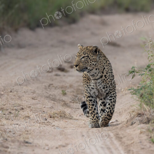 Leopard, Panthera pardus, female leopard walking in a dry riverbed. Leopard, Panthera pardus, female leopard walking in a dry riverbed.