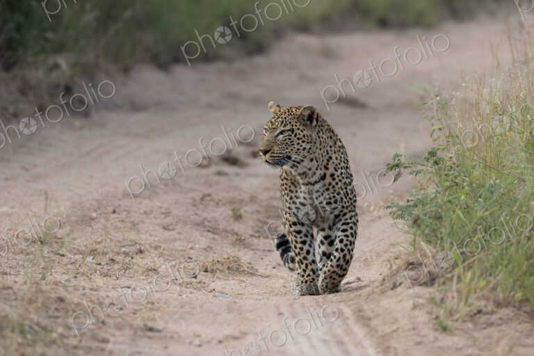 Leopard, Panthera pardus, female leopard walking in a dry riverbed.